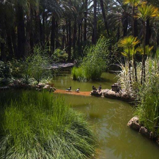 Palmeral w Elche